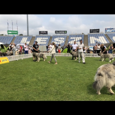IDS LESZNO'18 - VALKYRIA - NAJLEPSZA DOROSŁA SUKA, ZWYCIĘZCA PŁCI PRZECIWNEJ, CWC, CACIB